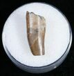 Partial Tyrannosaurid Tooth - Montana #12031-1